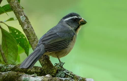 Thick-billed Saltator