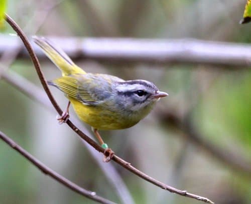 Three-banded Warbler