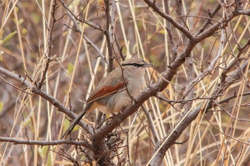 Three-streaked Tchagra