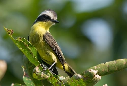 Three-striped Flycatcher