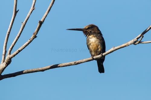 Three-toed Jacamar