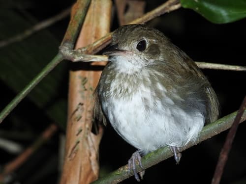 Thrush-like Antpitta