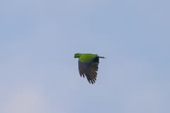 Eclectus Parrot