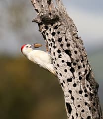 Acorn Woodpecker