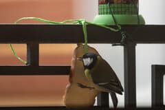 Great Tit