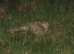 Golden Pheasant