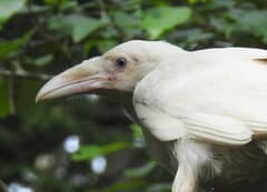 Common Raven