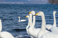 Mute Swan