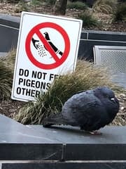 Rock Dove