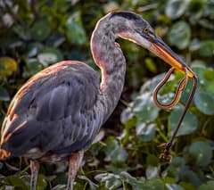 Great Blue Heron