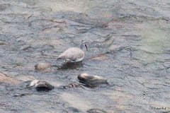Ibisbill