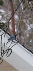 Steller's × Blue Jay