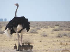 Ostrich