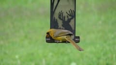 Northern Cardinal