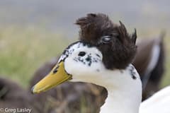 Domestic Mallard