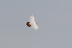 Red-tailed Hawk
