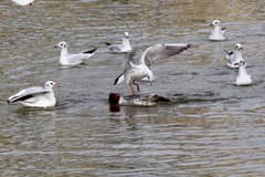 Common Merganser