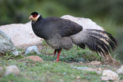Tibetan Eared-Pheasant