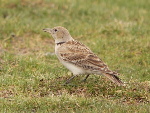 Tibetan Lark