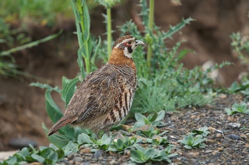 Tibetan Partridge