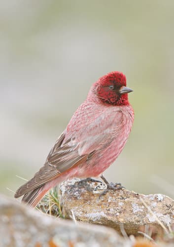 Tibetan Rosefinch