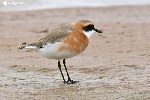 Tibetan Sand-Plover