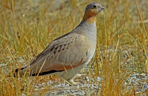 Tibetan Sandgrouse