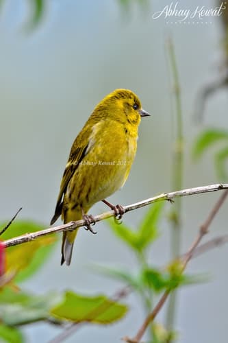 Tibetan Serin