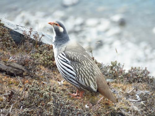 Tibetan Snowcock