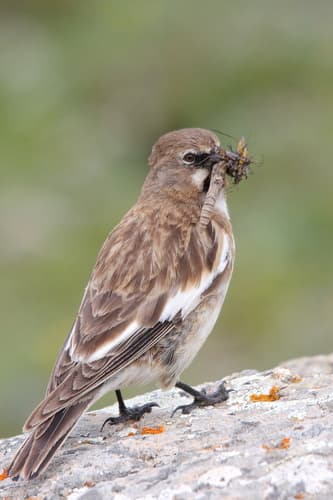 Tibetan Snowfinch