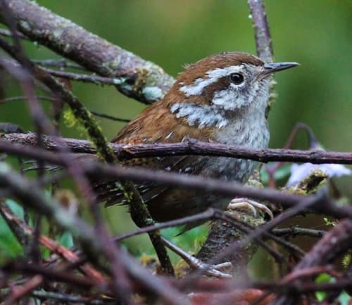 Timberline Wren