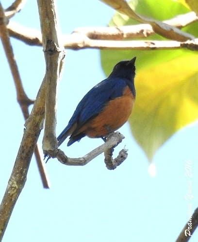 Timor Blue-Flycatcher