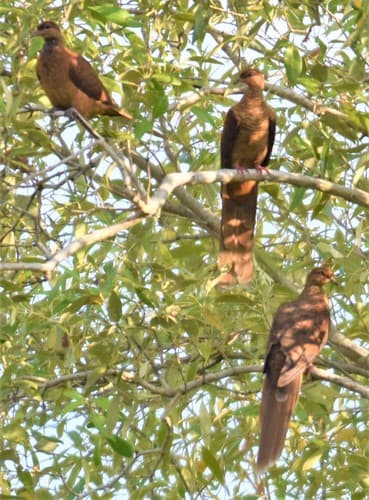 Timor Cuckoo-Dove