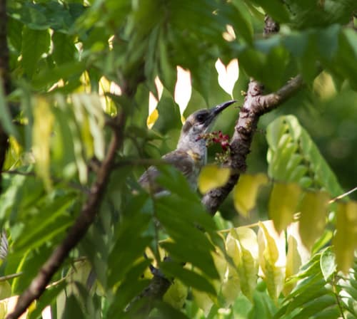 Timor Friarbird