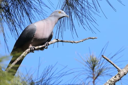 Timor Imperial Pigeon