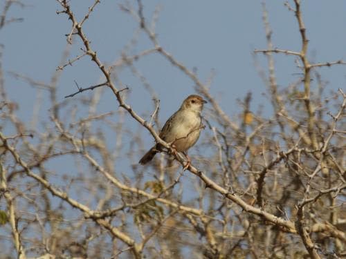 Tinkling Cisticola