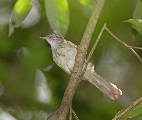 Tiny Greenbul