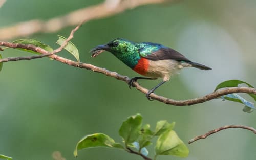 Tiny Sunbird