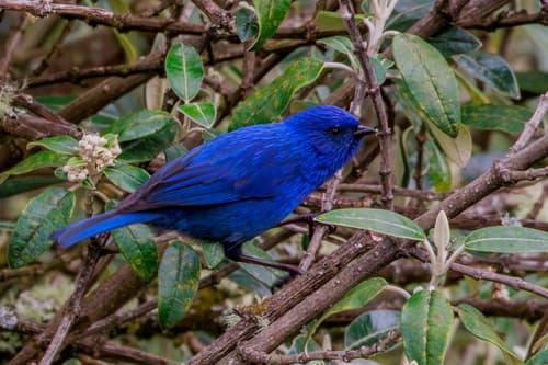 Tit-like Dacnis