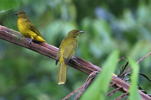 Togian Golden-Bulbul
