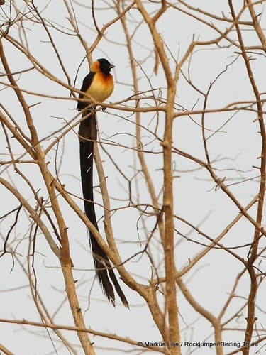 Togo Paradise-Whydah
