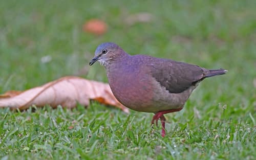 Tolima Dove