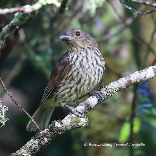 Tooth-billed Bowerbird