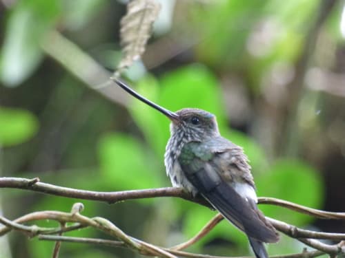 Tooth-billed Hummingbird