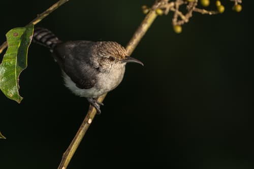 Tooth-billed Wren