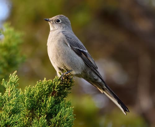 Townsend's Solitaire