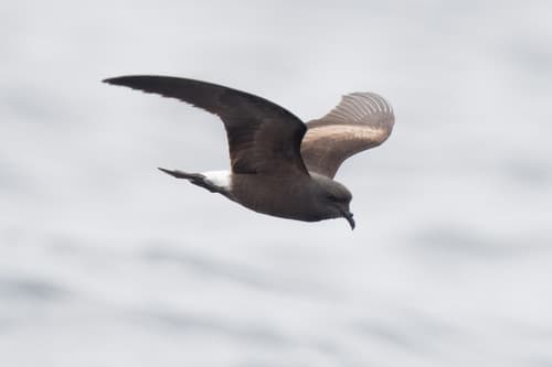 Townsend's Storm-Petrel