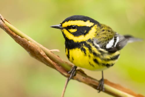 Townsend's Warbler
