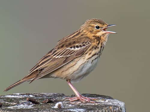 Tree Pipit