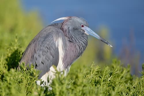 Tricolored Heron